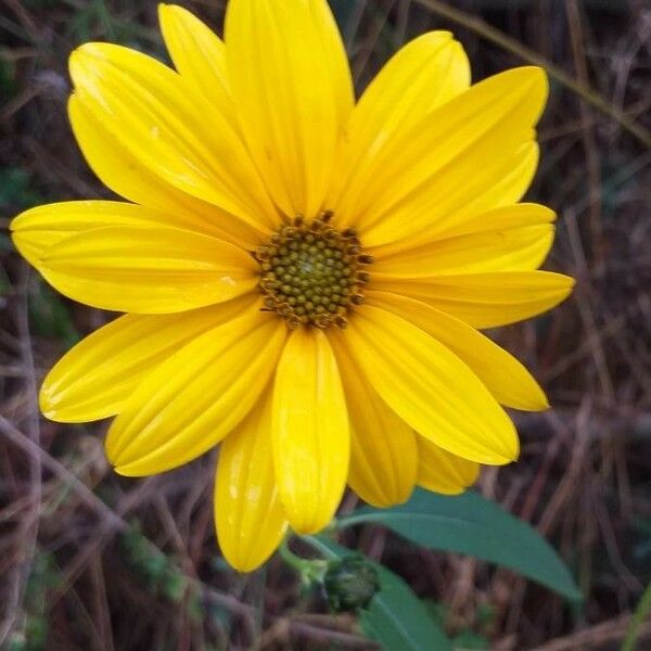 Helianthus tuberosus Flower