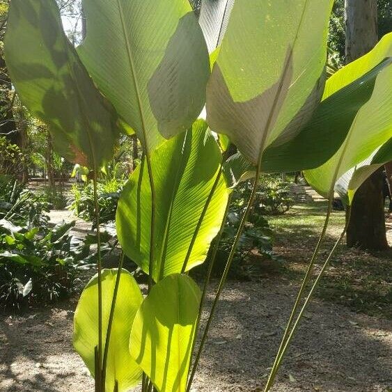 Calathea lutea ᱥᱟᱠᱟᱢ