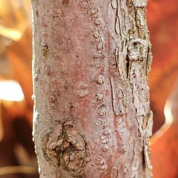 Spiraea thunbergii Bark