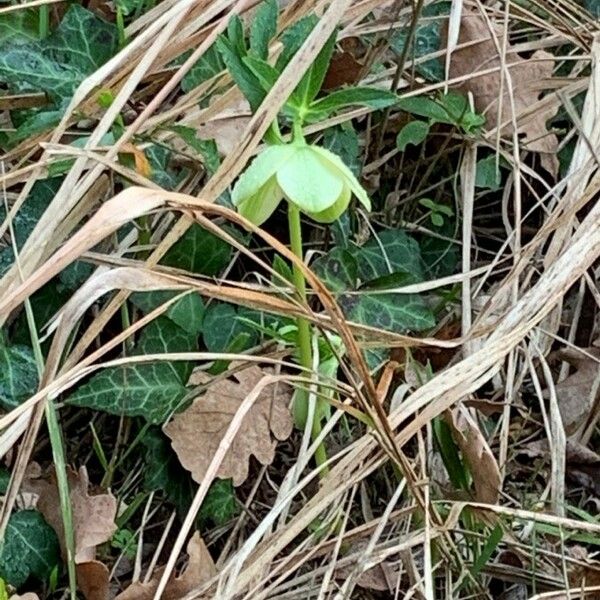 Helleborus viridis Flower