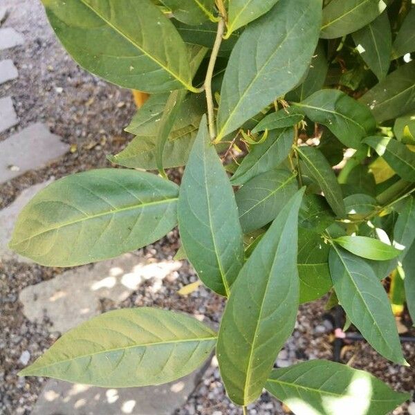 Cestrum elegans Foglia