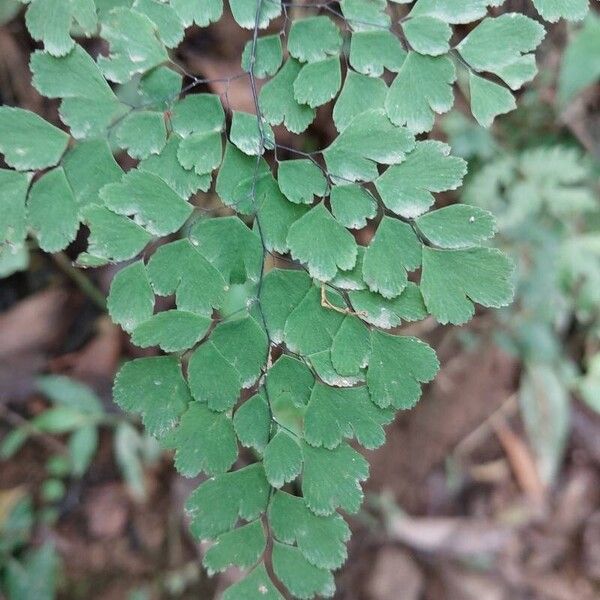 Adiantum raddianum Лист