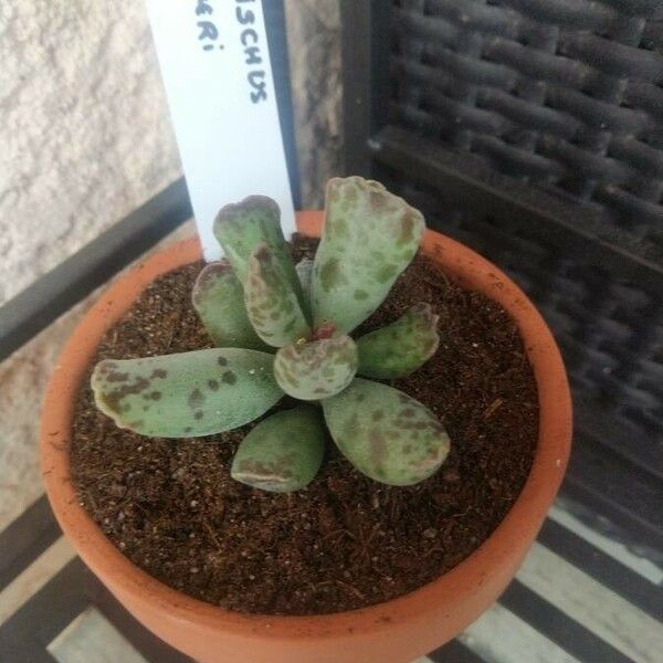 Adromischus cooperi Folha