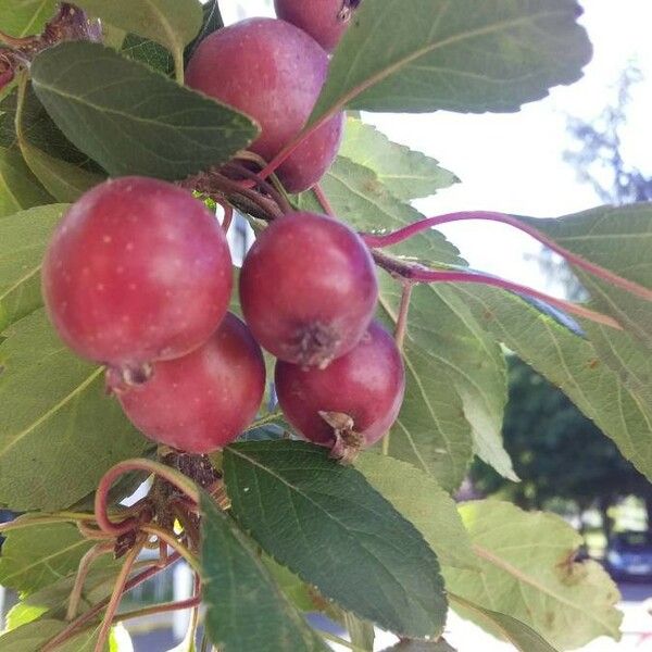 Malus hupehensis Meyve