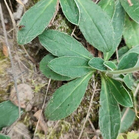 Pilosella officinarum Leaf