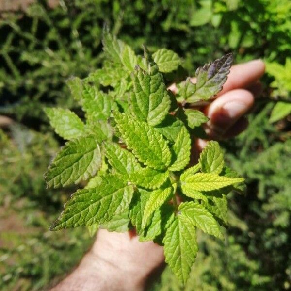 Cedronella canariensis Fuelha