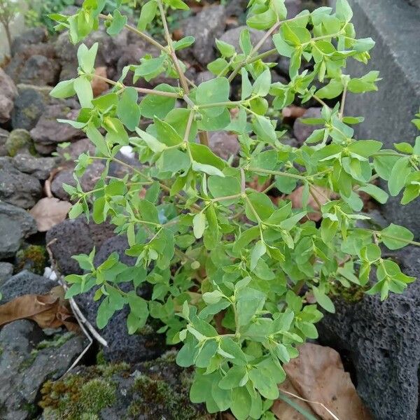 Euphorbia peplus Habit