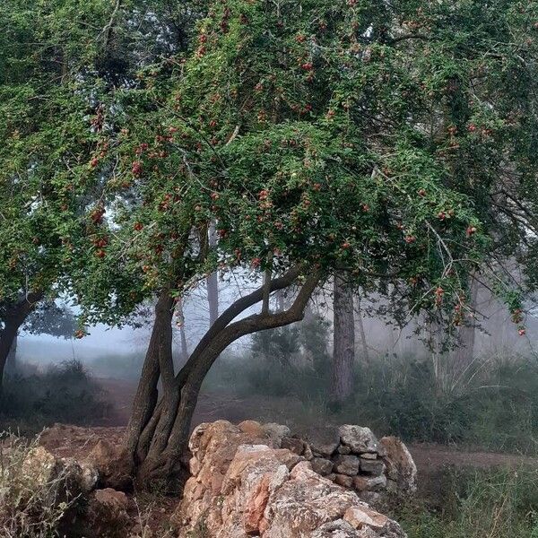 Prunus domestica Облик