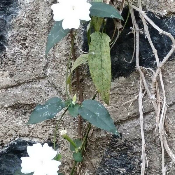 Thunbergia fragrans Leaf