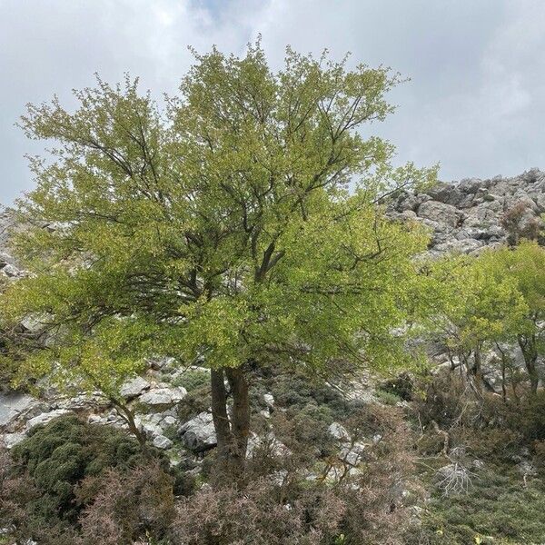 Acer sempervirens Plante entière