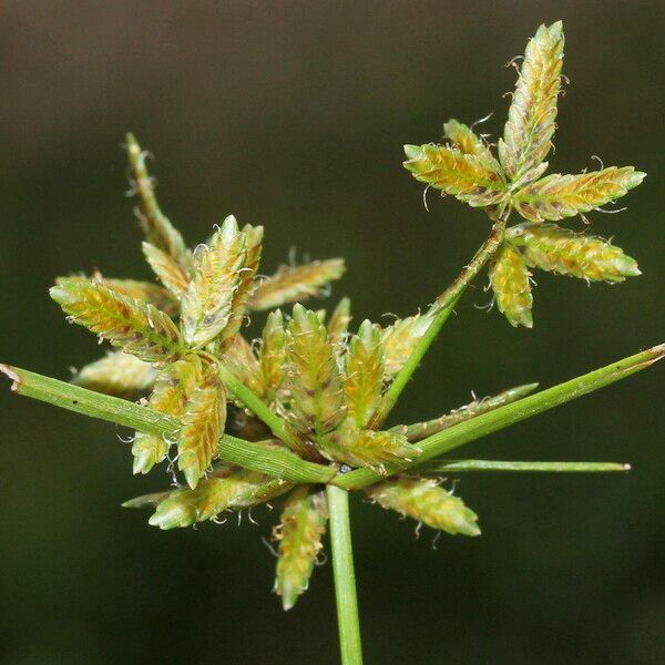 Cyperus flavescens 果