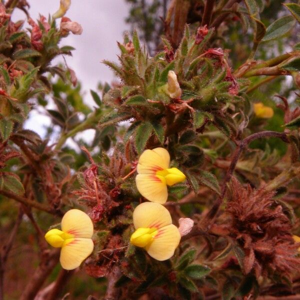 Stylosanthes scabra Tervik taim