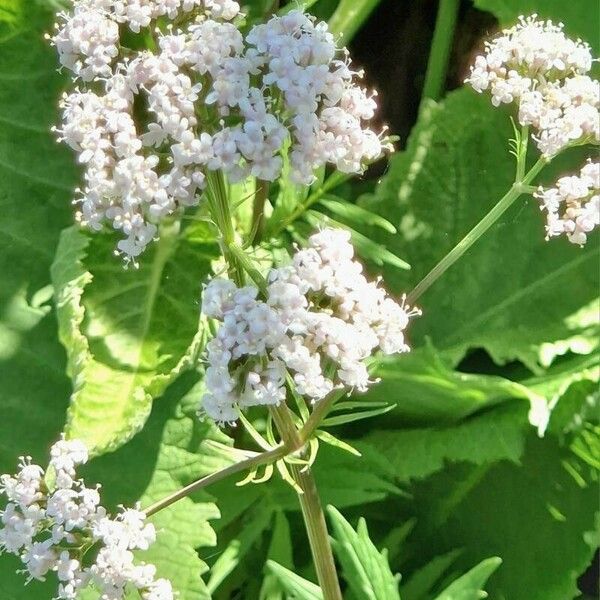 Valeriana officinalis Kwiat