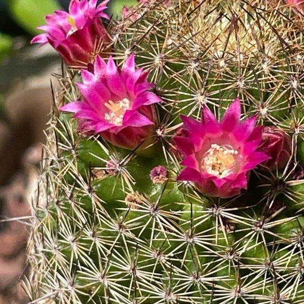 Mammillaria matudae Flower