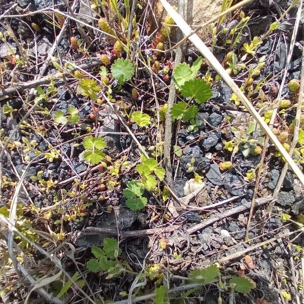 Pimpinella anisum Lapas