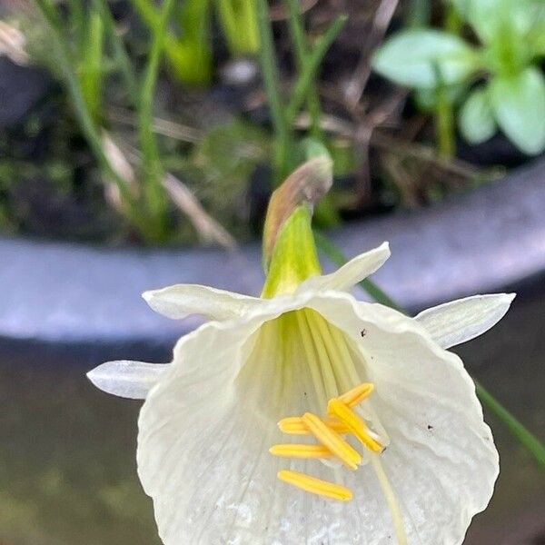 Narcissus bulbocodium Кветка