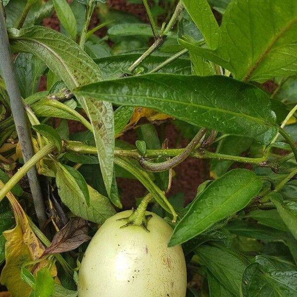 Solanum muricatum Frunză