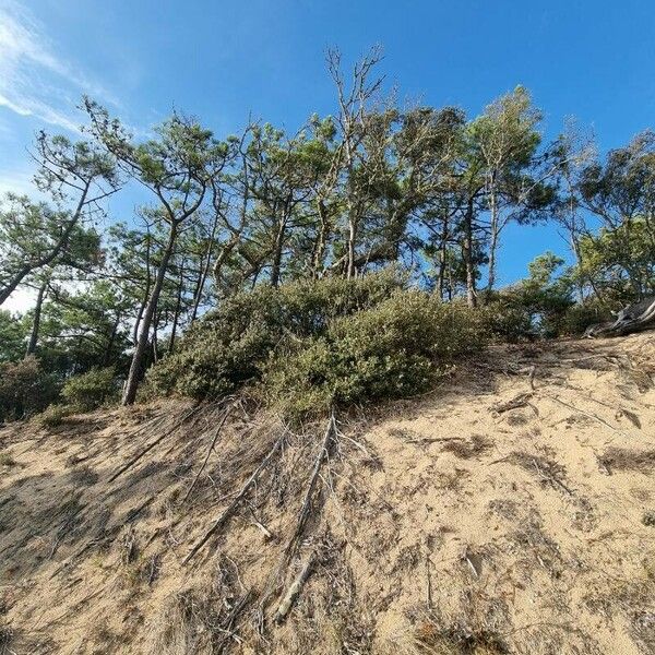 Pinus pinaster Buveinė