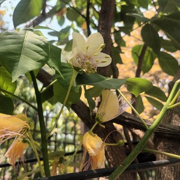 Crateva religiosa Flower