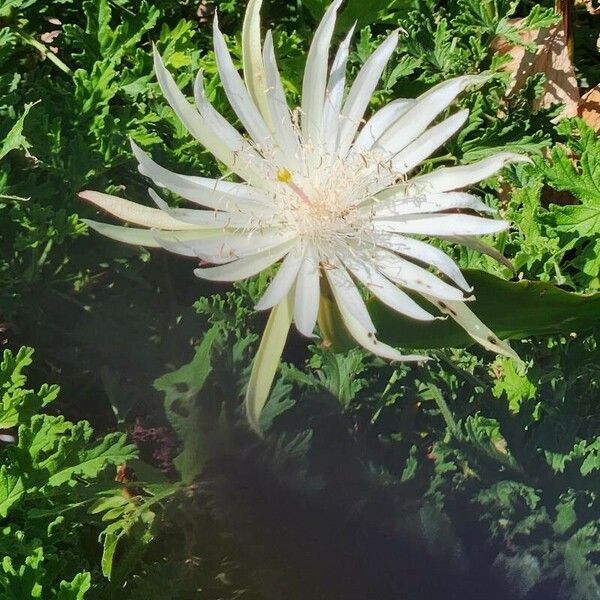 Epiphyllum phyllanthus Bloem