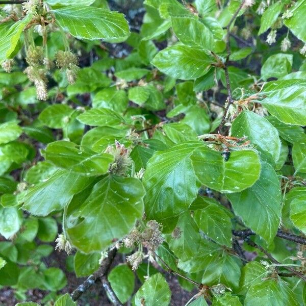 Fagus sylvatica Lapas