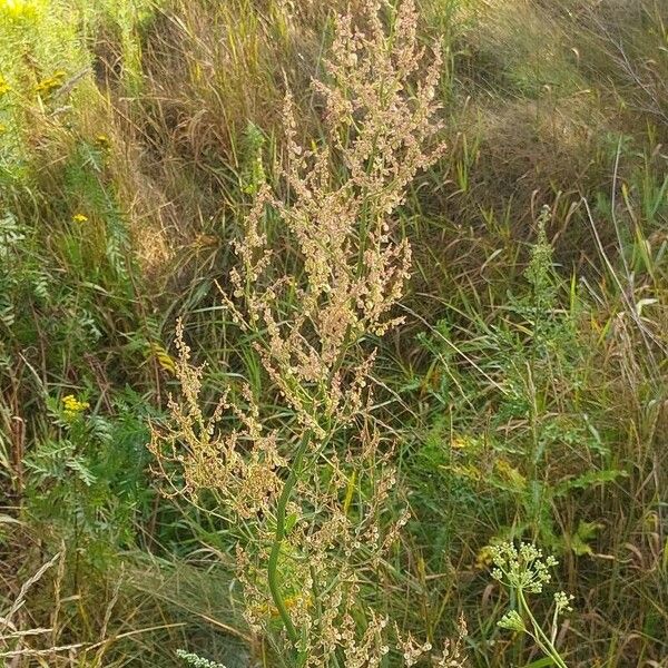 Rumex thyrsiflorus Flor