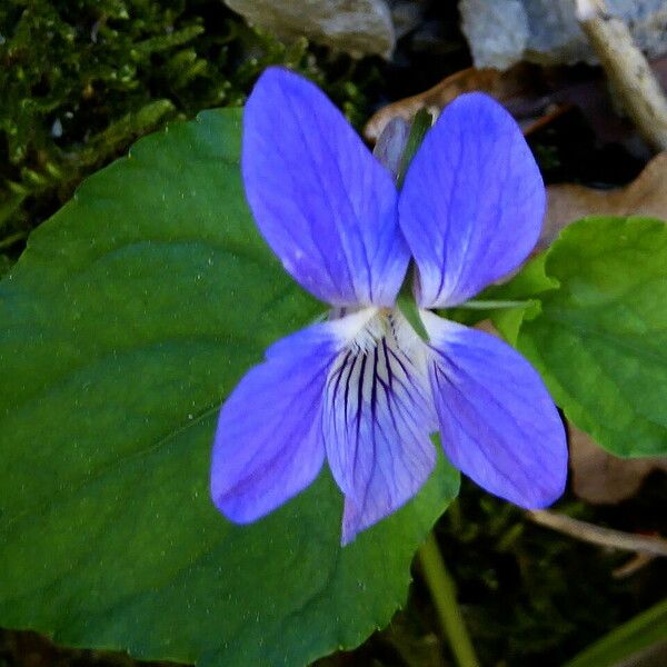 Viola reichenbachiana Flors