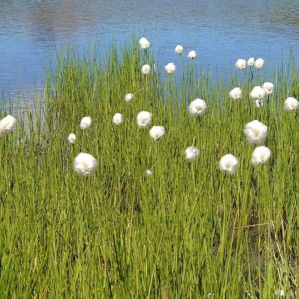 Eriophorum scheuchzeri 形態