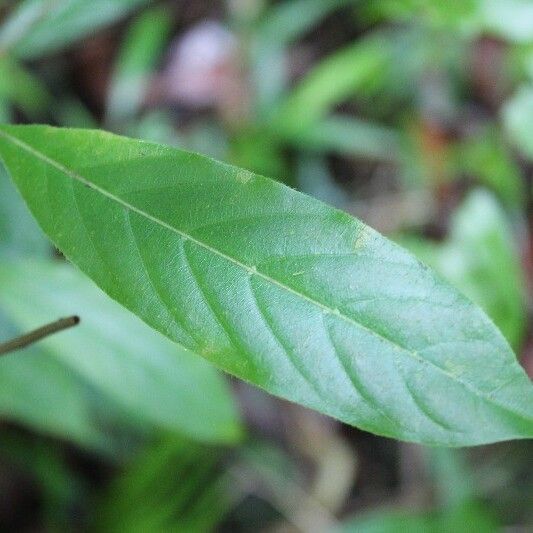 Antirhea borbonica Leaf