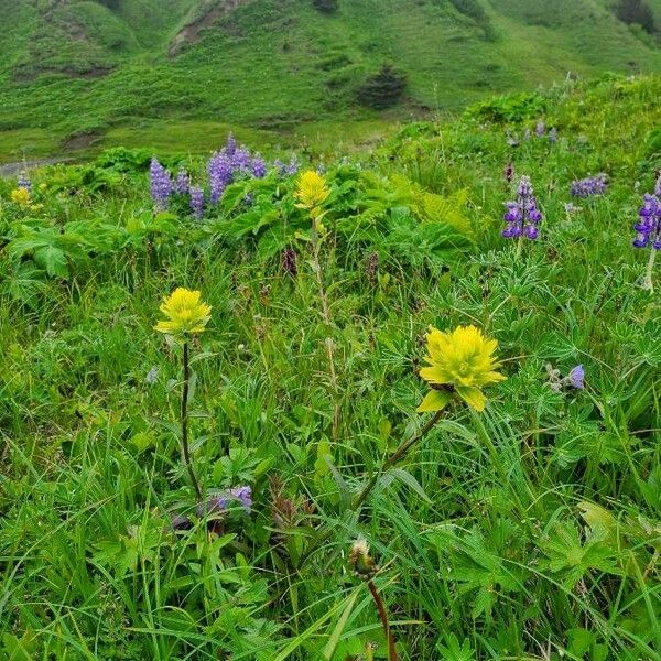 Castilleja occidentalis Bloem