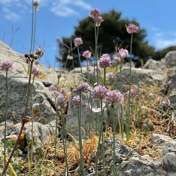Allium acutiflorum Blomma