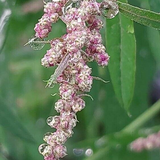 Chenopodium giganteum Blüte