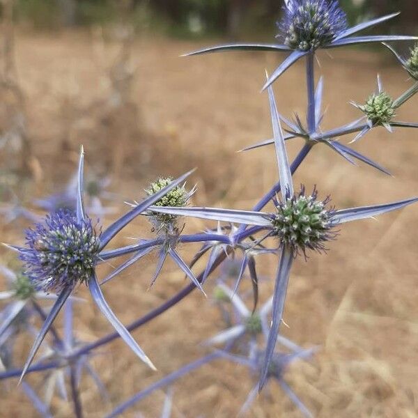 Eryngium bourgatii Fleur