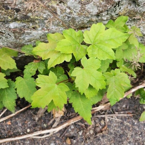 Acer rubrum Ліст