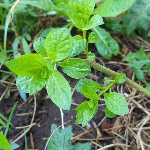 Lycianthes rantonnetii Fuelha