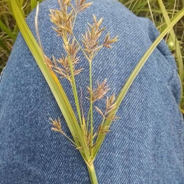 Cyperus esculentus Virág