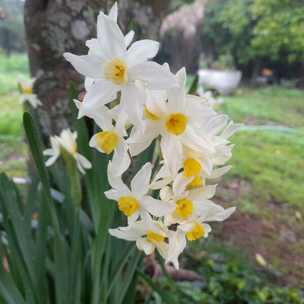 Narcissus tazetta Flor