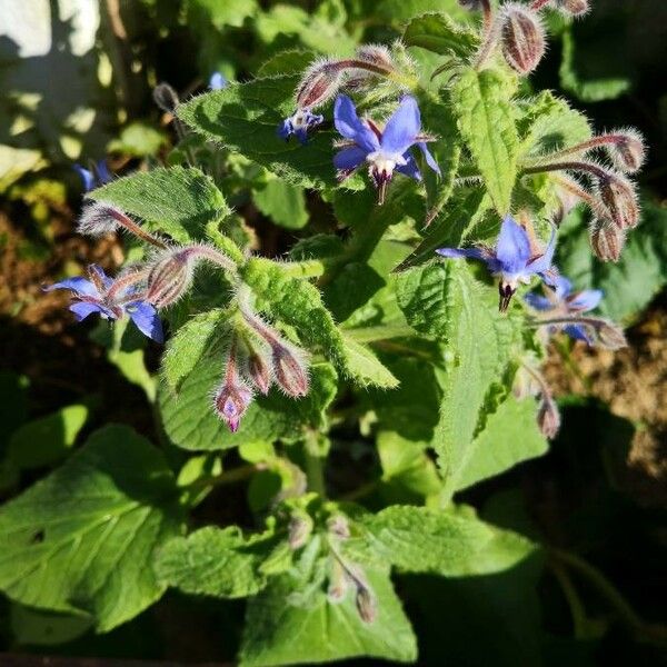 Borago officinalis Kukka