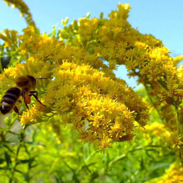 Solidago canadensis 花