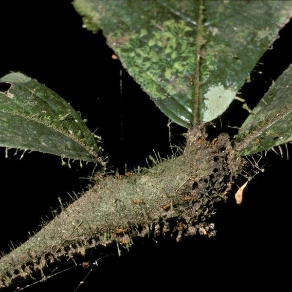 Cordia nodosa Bark