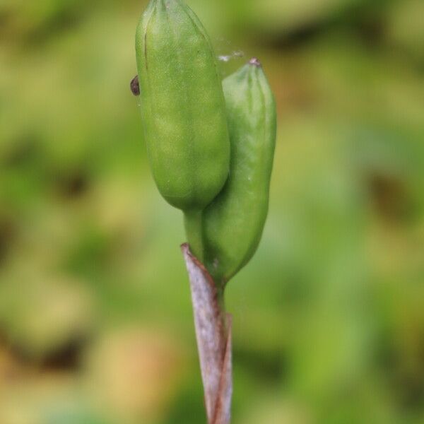 Iris virginica Fruit