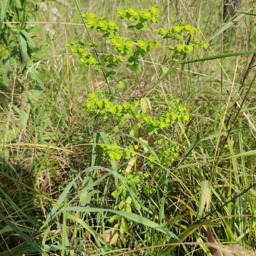 Euphorbia stricta Habitat