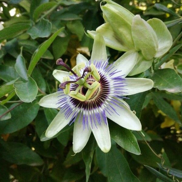 Passiflora caerulea Квітка