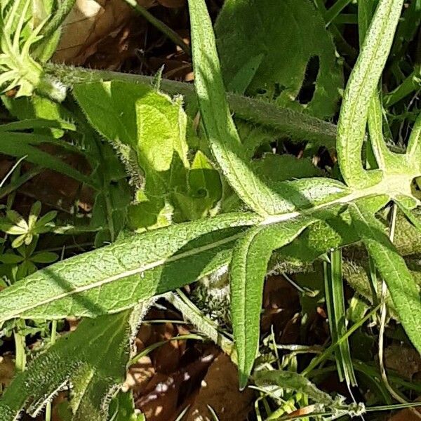 Knautia arvensis पत्ता