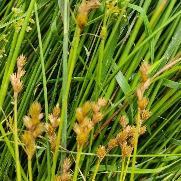 Carex leporina Flower