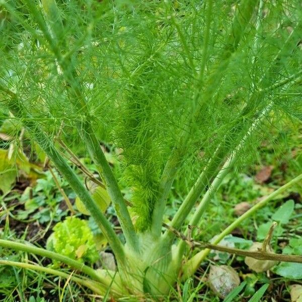 Foeniculum vulgare Φύλλο