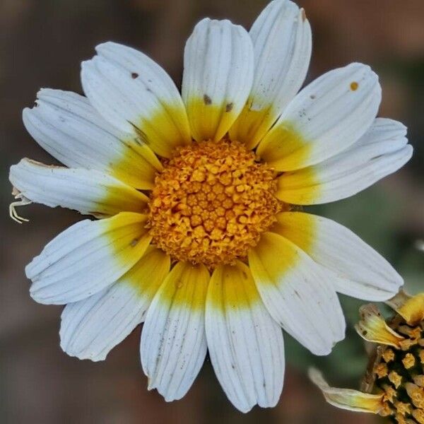 Glebionis coronaria फूल