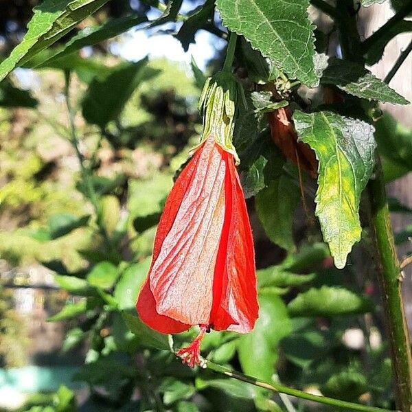 Malvaviscus penduliflorus Virág