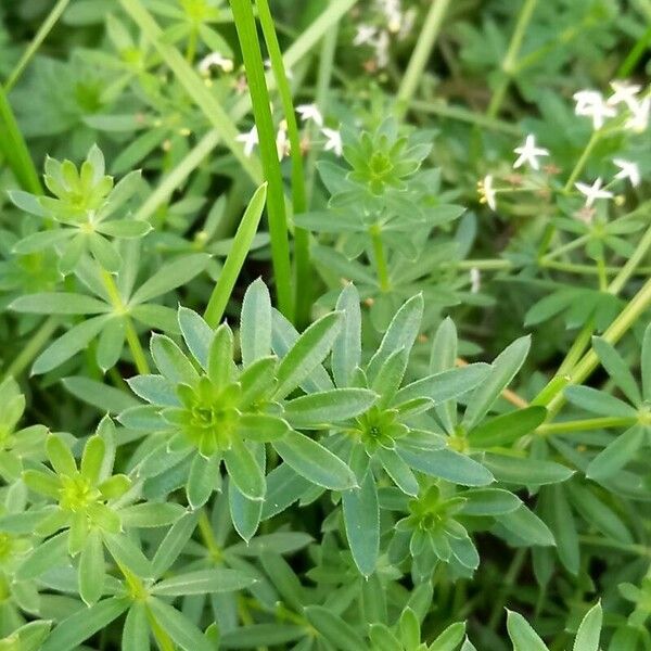 Galium album Blatt