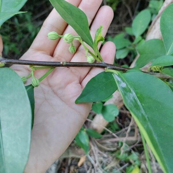 Pisonia aculeata Fruit